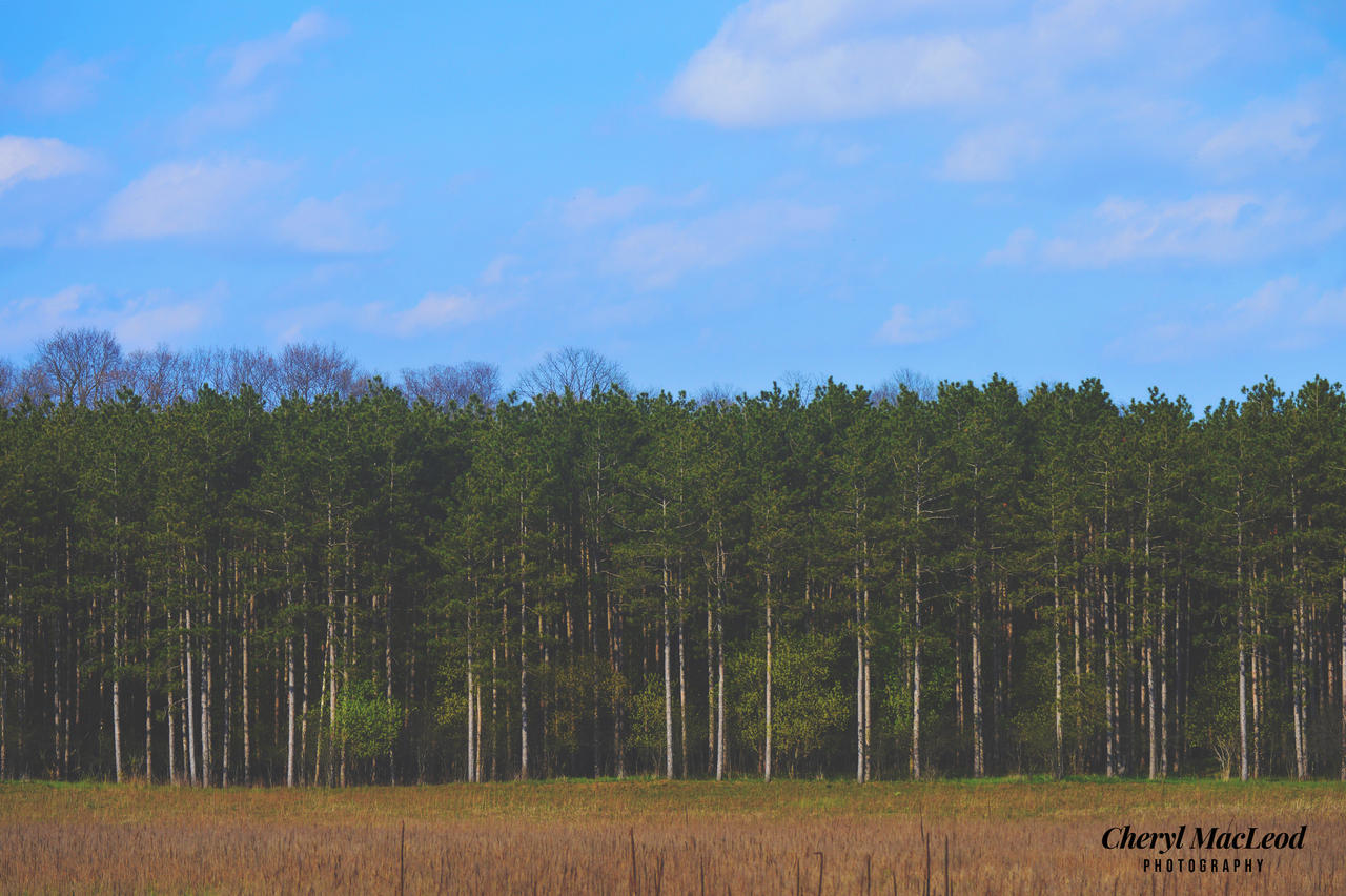 Beautiful tree line by cherylmariemacleod89 on DeviantArt
