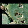 Cactus Heart