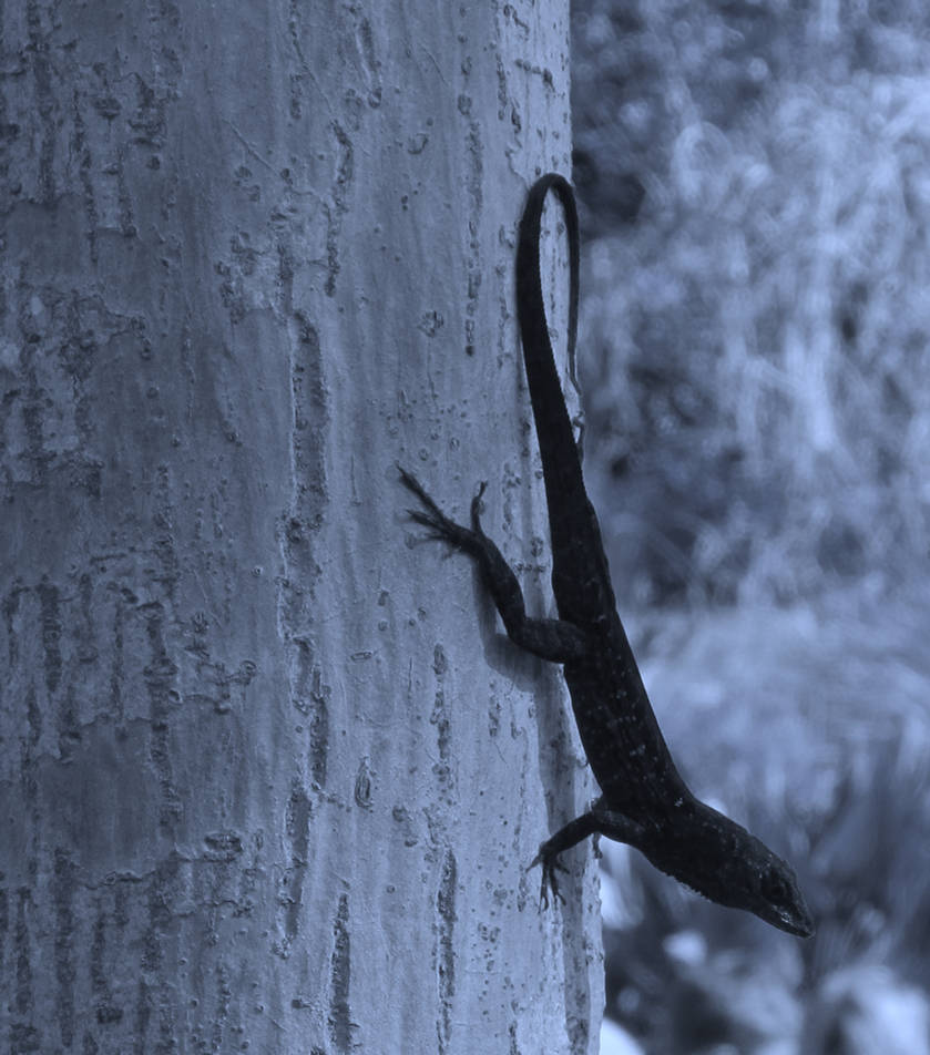 Lizard Lexa Lizard by Lexi-Ever on DeviantArt