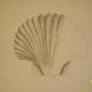 Unfinished Seashell