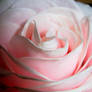 la rosa
