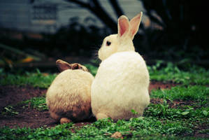 Bunny Love