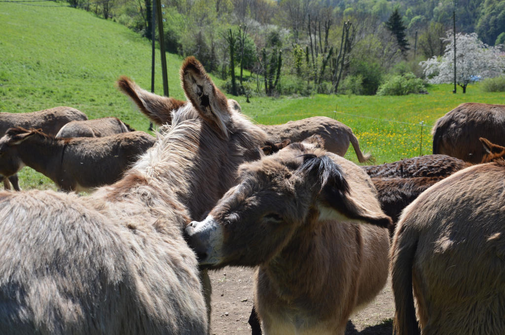Cuddles of donkeys 2