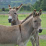 Donkeys portrait