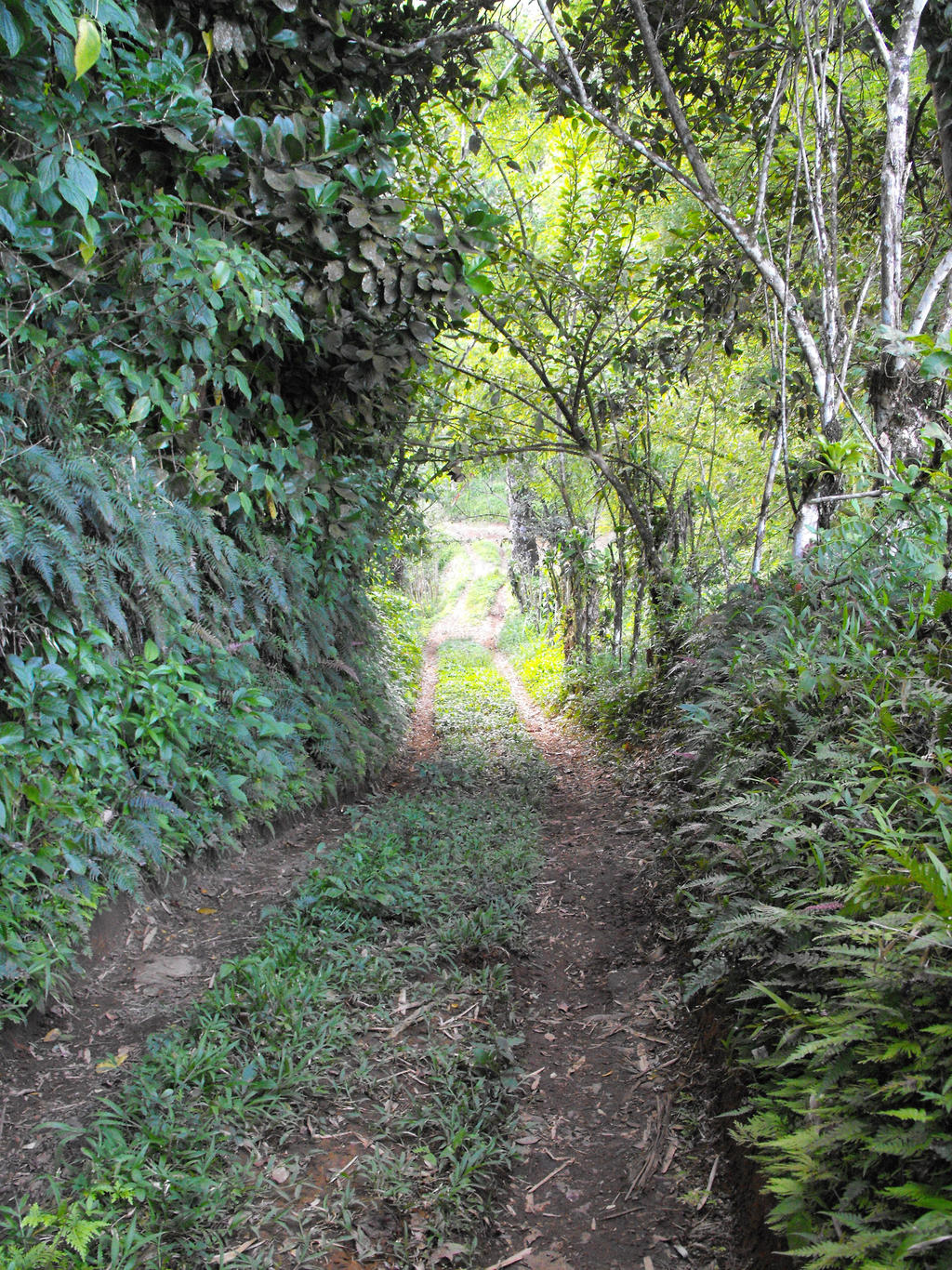 Way for the Rabuchon forest