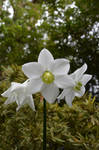 White flower of Martinique 4 by A1Z2E3R