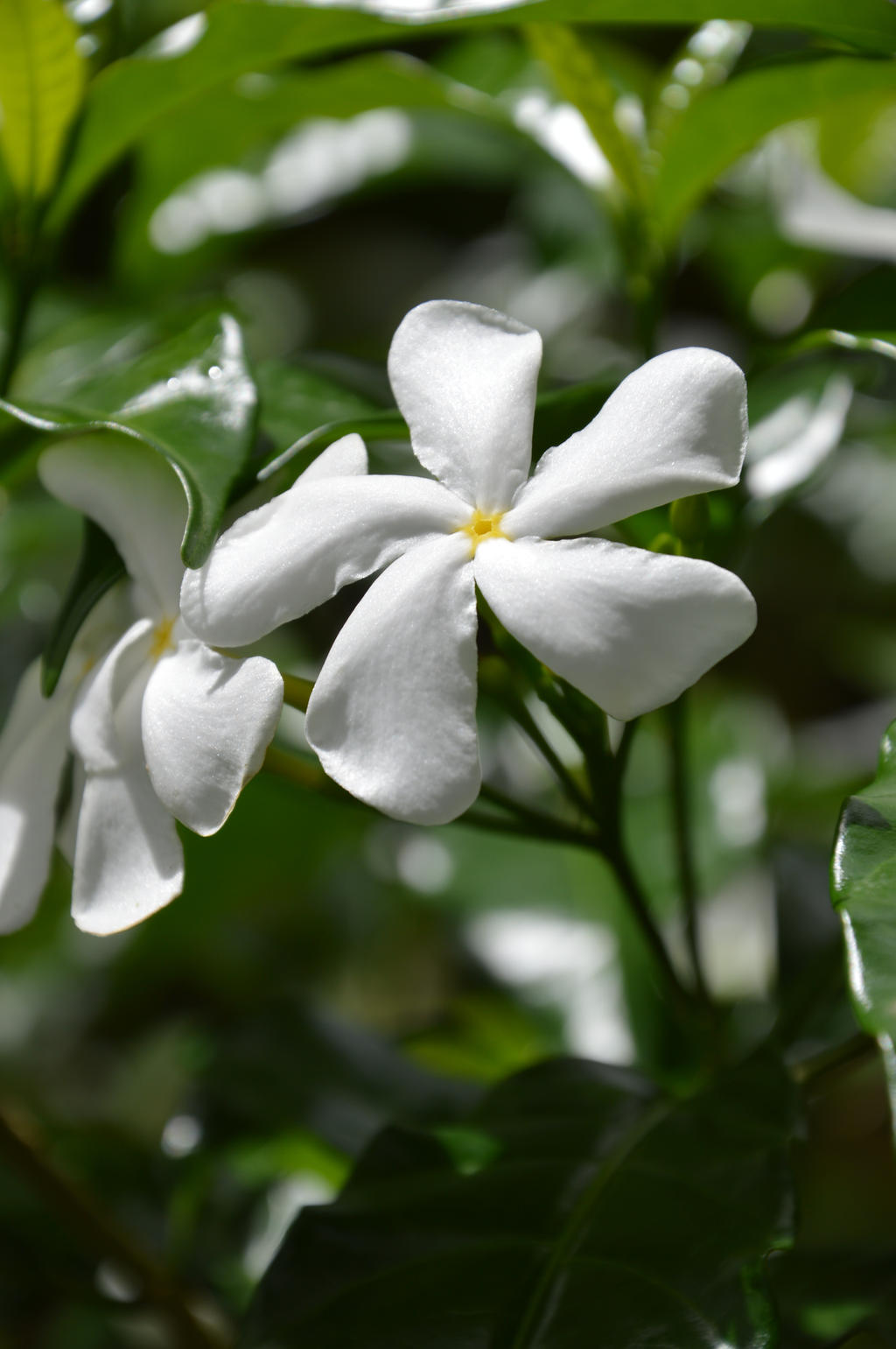 White flower of Martinique 5