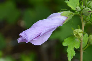 Button of Rose of Sharon