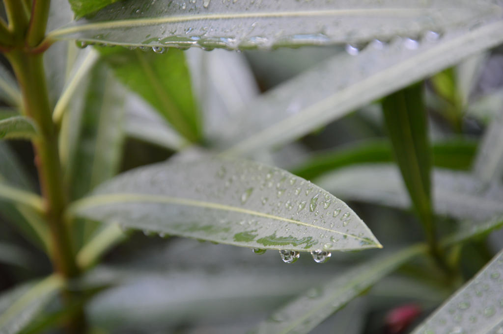 Leaves and drops of rain of 10/11/2014