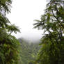 Fern trees and fog in subtropical forest