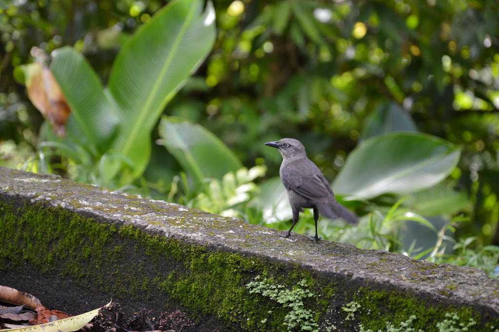 Blackbird of Martinique