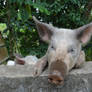 Portrait of pig of Martinique