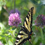 Papilio Machaon of Oregon