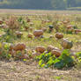 French field of pumpkins