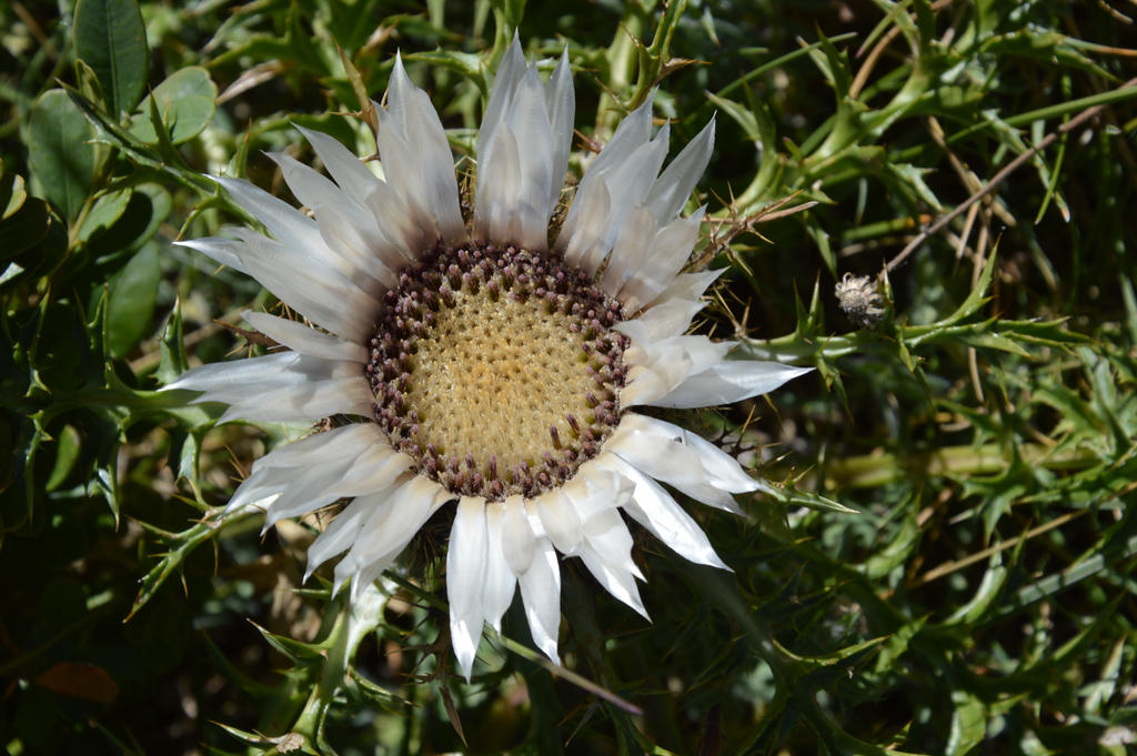 Flower of Alps thistle