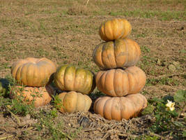 Halloween people pumpkin