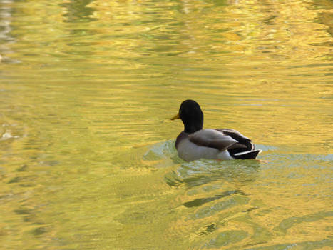 Malard duck swimming in golden water