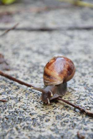 Guadelupian snail by A1Z2E3R Guadelupian snail by A1Z2E3R