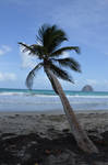 Caffard beach with coconut tree and Diamnd Rock by A1Z2E3R