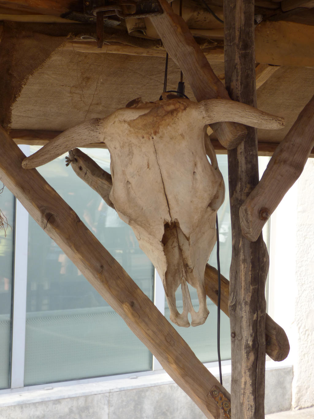 Skull of european cow