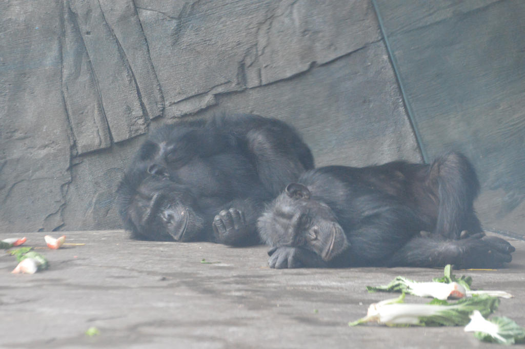 Chimpanzees sleeping