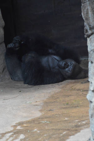 And the gorilla said me you want my photo by A1Z2E3R