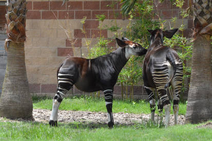 Okapi hugs for birthday of my friend Sandra