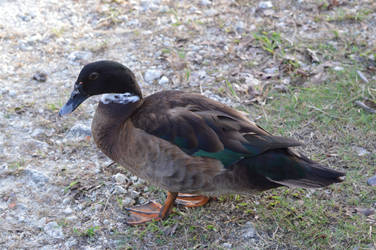 Guadeloupian duck by A1Z2E3R