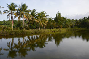 Palm trees and pond by A1Z2E3R Palm trees and pond by A1Z2E3R