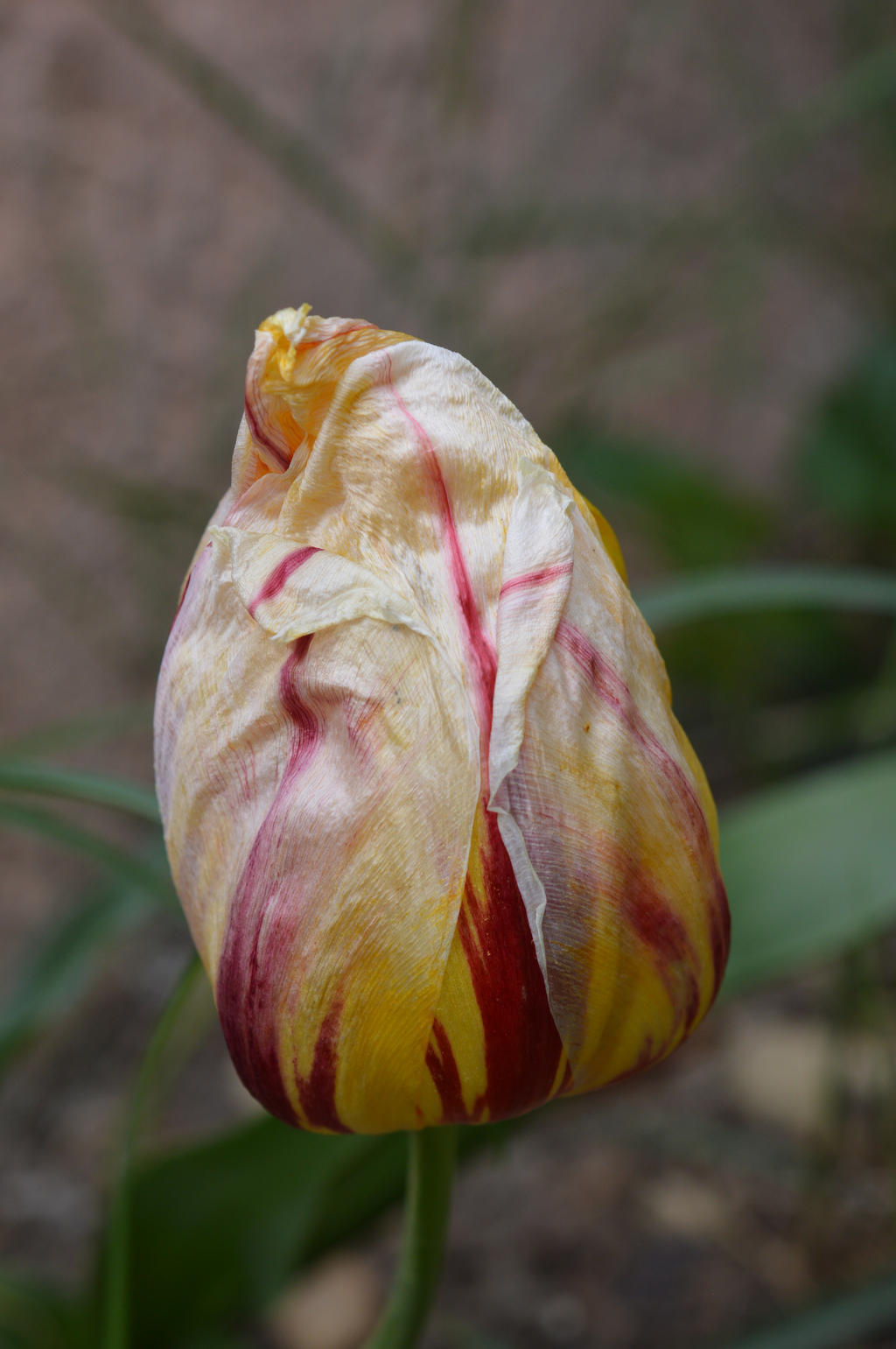 End of blooming of Tulip Breaking Virus