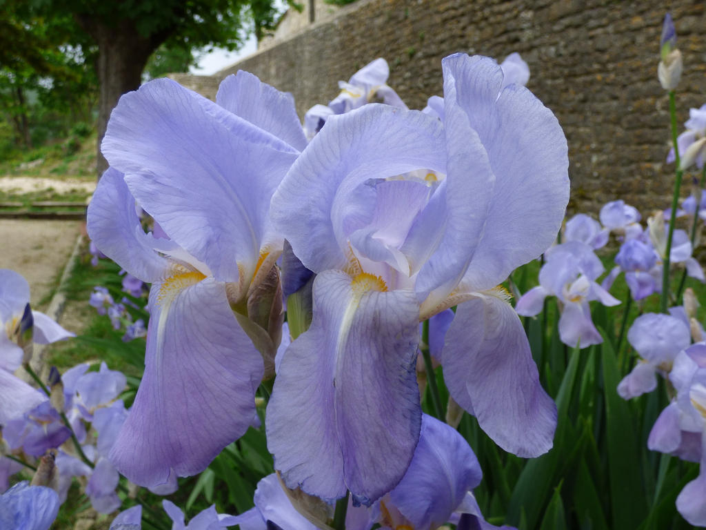 Blue iris 3 by A1Z2E3R