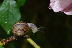 Garden snail in a rosebush by A1Z2E3R