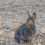 Wild rabbit 2