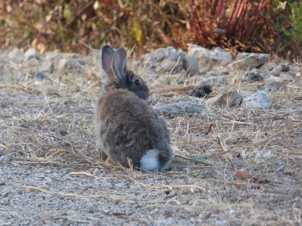 Wild rabbit 7 by A1Z2E3R on DeviantArt