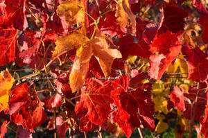 Wet red and yellow leaves of vineyard by A1Z2E3R Wet red and yellow leaves of vineyard by A1Z2E3R