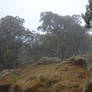 Flowery and foggy Forest of Maido Peak