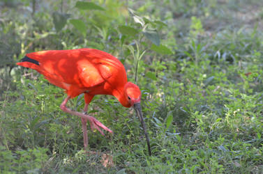 Scarlet ibis by A1Z2E3R