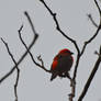 Young Cardinal on a tree branch for Leni Birthday