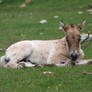 Prehistoric wild foal of Przewalski of 4 days old