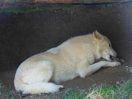 White wolf eating