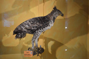 Crested eagle