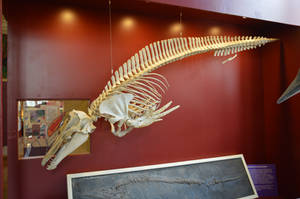 Dolphin skeleton