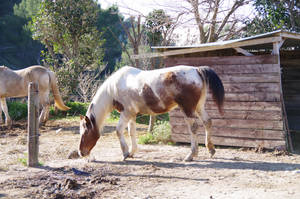 The horse and the pigeon