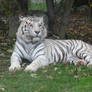 Full portrait of white tiger
