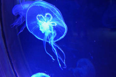 Jellyfishes of Mediterranean Sea