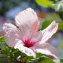 White flower and button of hibiscus