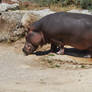 Mr Hippopotamus