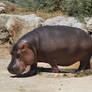 Mrs Hippopotamus