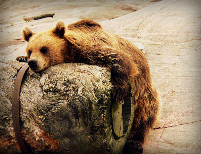 Adorable tree hugger bear