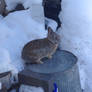 Rabbits Galore 3 OR ''A Friendly Winter Visitor''